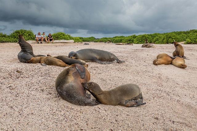 008 Espanola, galapagoszeeleeuwen.jpg